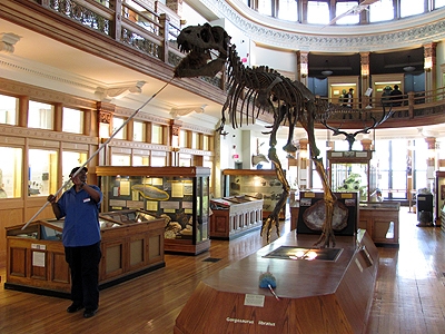 Spring Cleaning at McGill's Redpath Museum